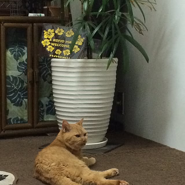 ohanaさんの実例写真