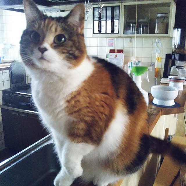 yukieさんの実例写真