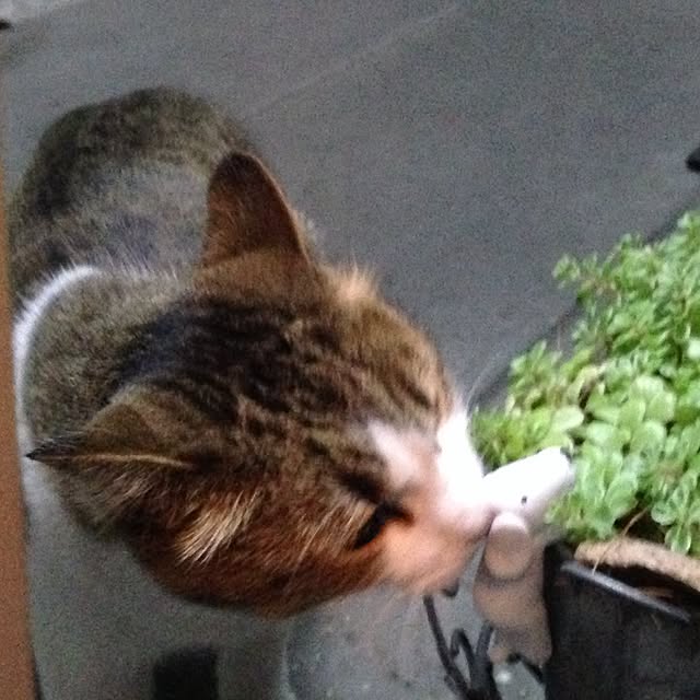 実例写真