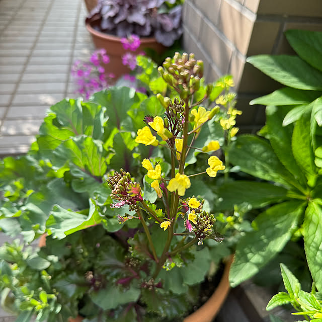 mamizaさんの部屋