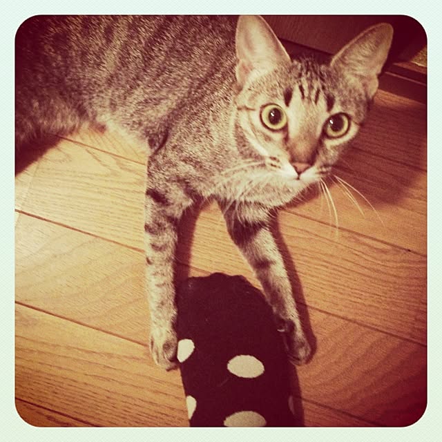 anponmanさんの実例写真
