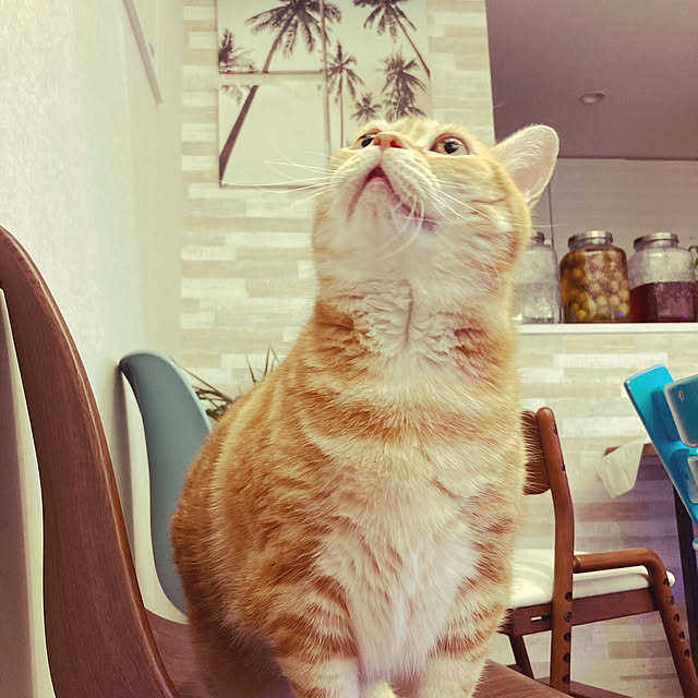 tamaさんの実例写真