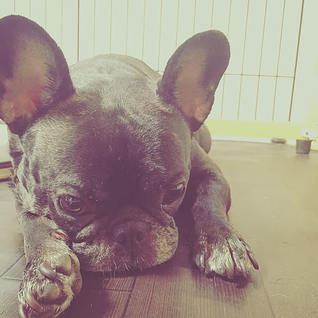 pinokoさんの実例写真