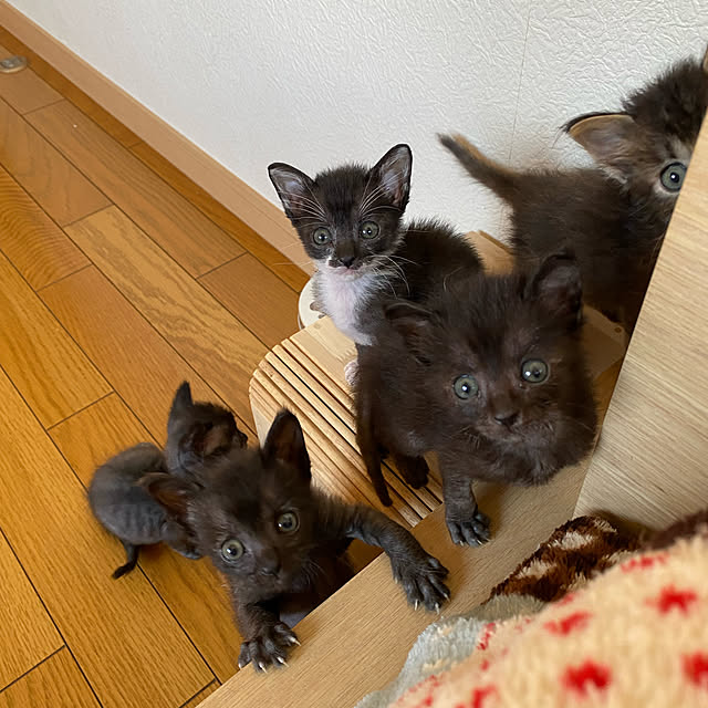 prelumoさんの実例写真