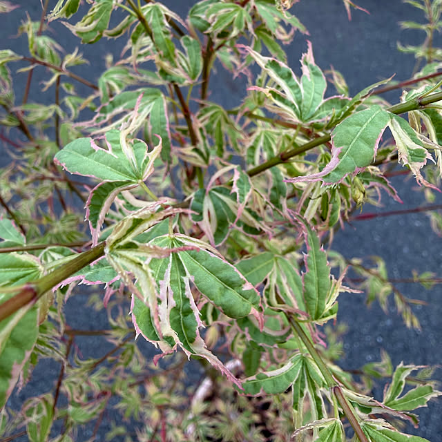 poi.cueさんの部屋