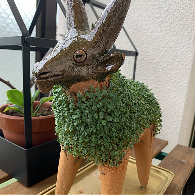 aureaさんの実例写真