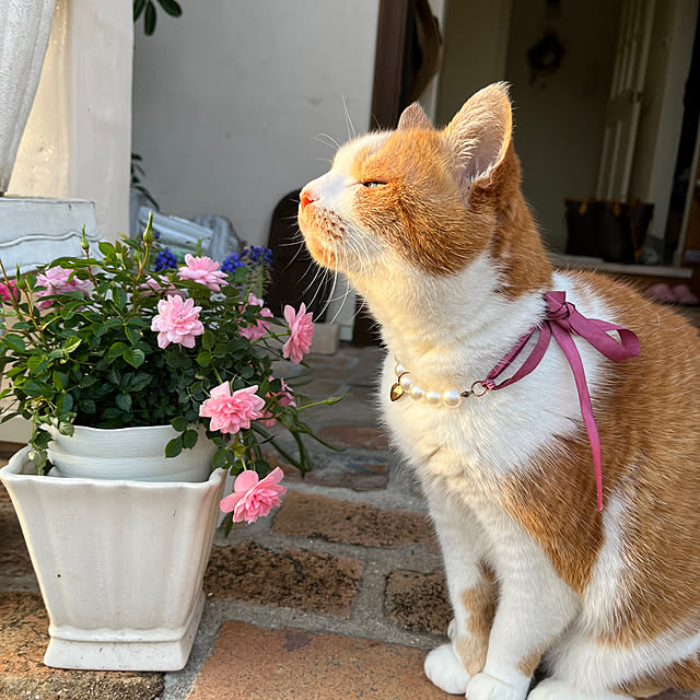 sakuraさんの実例写真