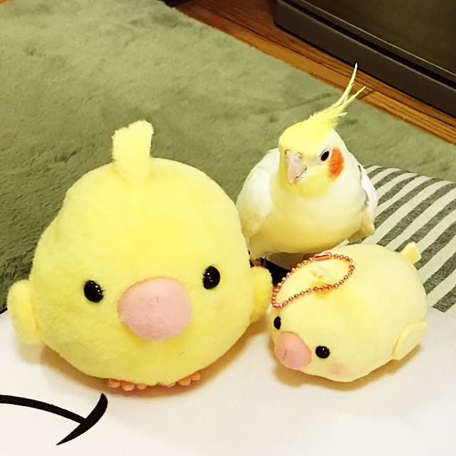 momomoさんの実例写真