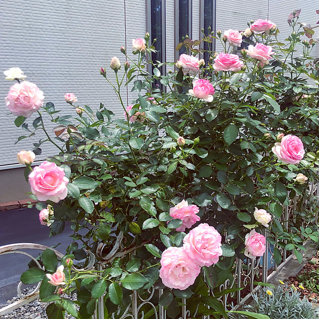 tomoさんの部屋