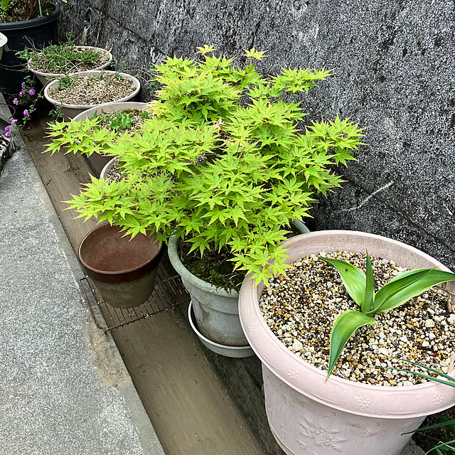 koshiregutyoさんの実例写真
