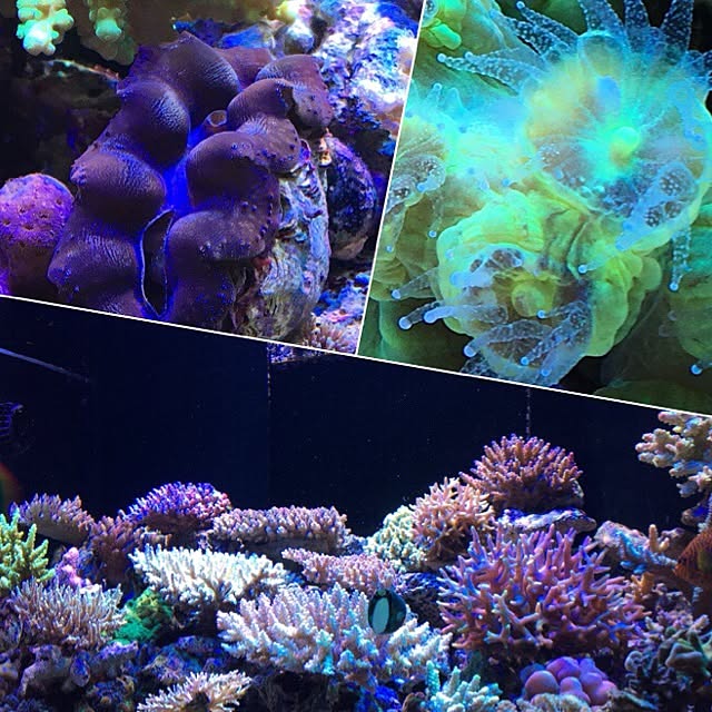 aquarium_seaさんの実例写真
