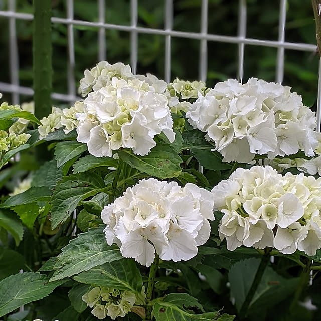 Sakura_hanaさんの実例写真
