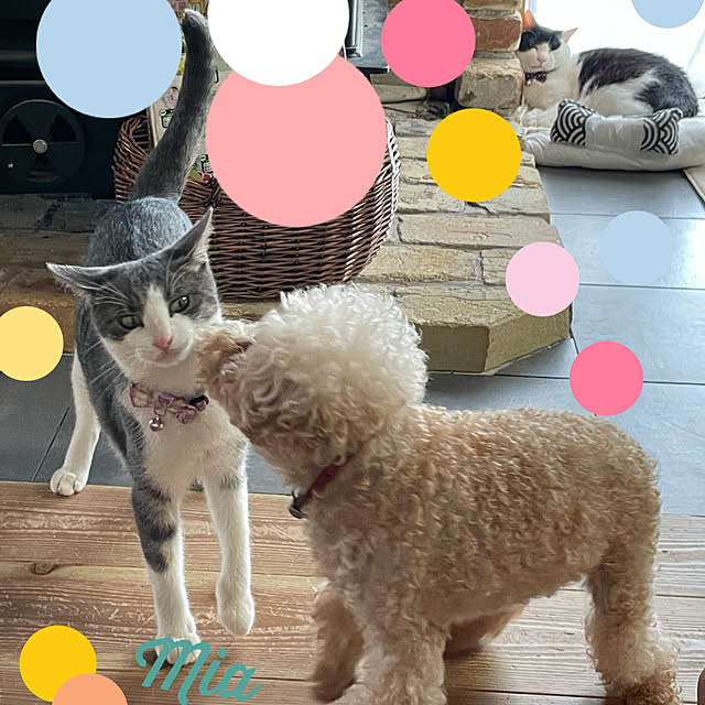 nekosamaさんの実例写真