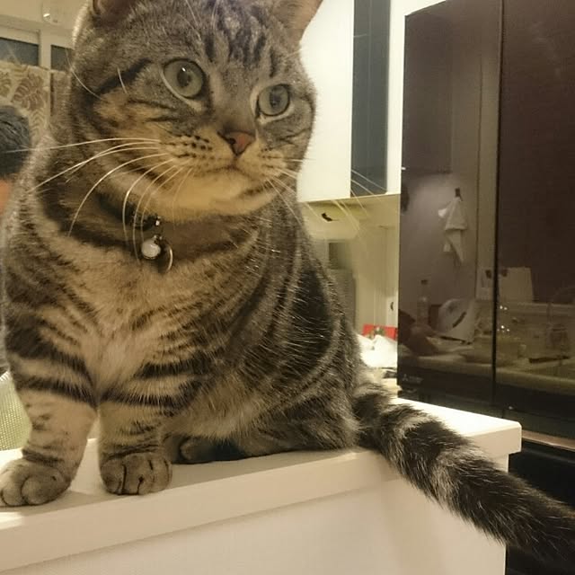 tomoさんの実例写真