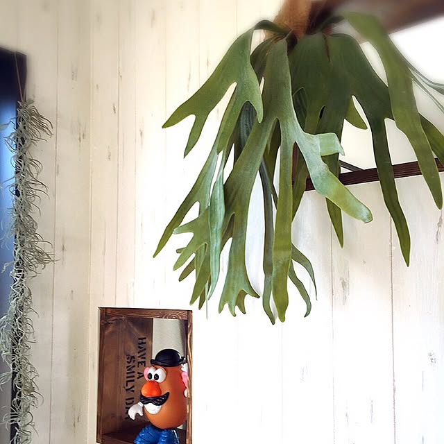 Yayoiさんの実例写真
