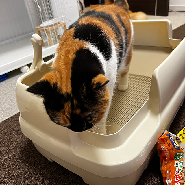negimameさんの部屋