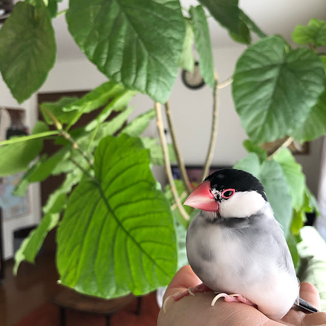 soramameさんの実例写真