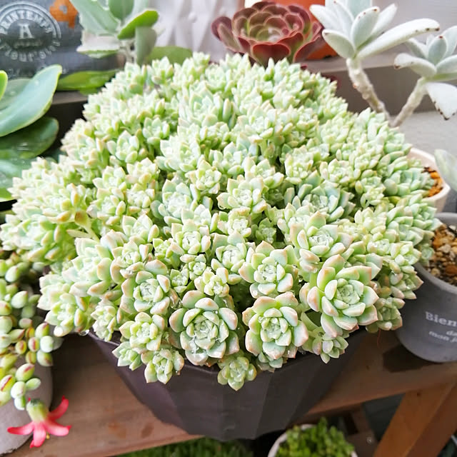 VERANDARJUNさんの実例写真
