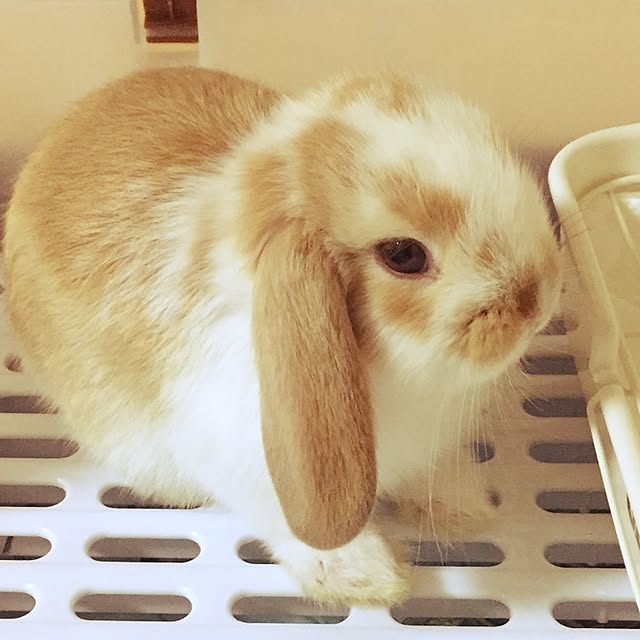 Asamiさんの実例写真