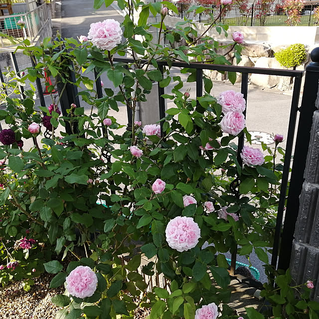 emiさんの実例写真