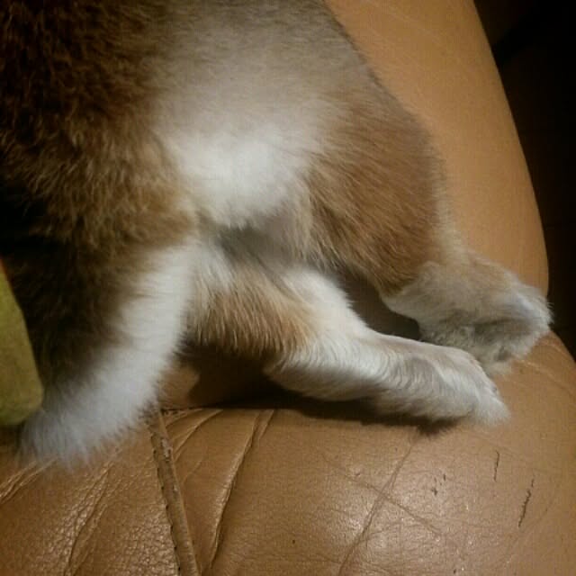 acaさんの実例写真