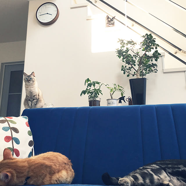 Leoさんの実例写真