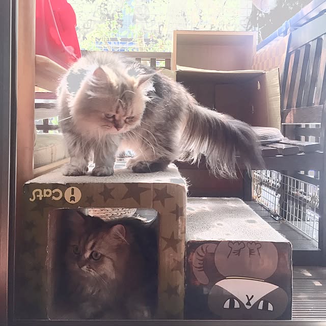 butachanさんの実例写真