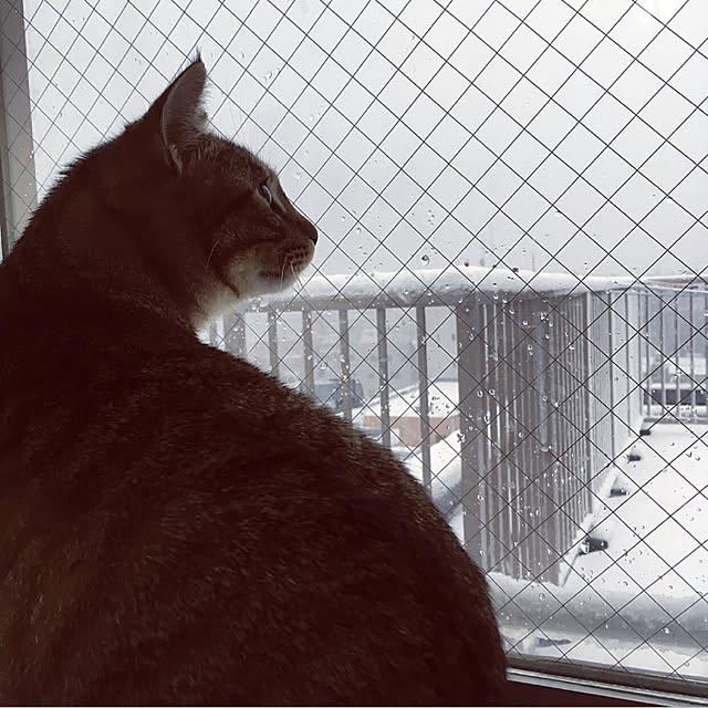 mikomaruさんの実例写真