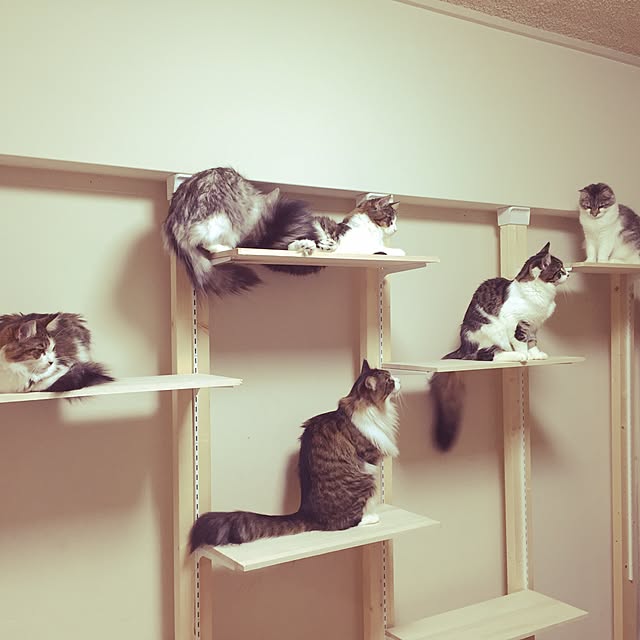 neco7さんの実例写真