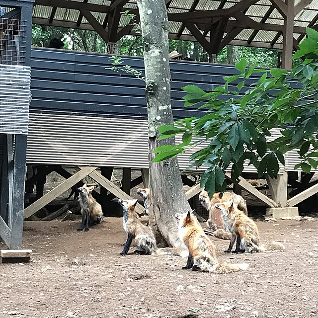 実例写真