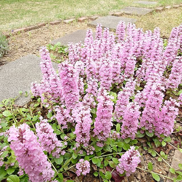 fleur-mamanさんの部屋