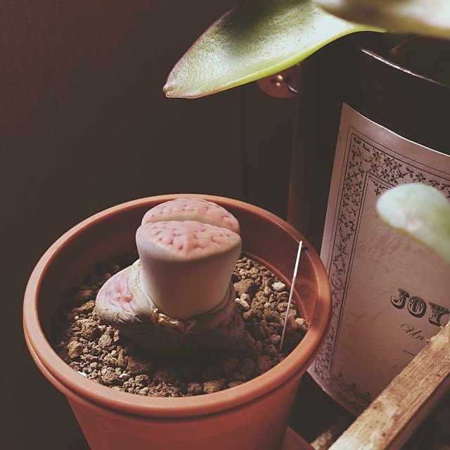 irie38さんの実例写真