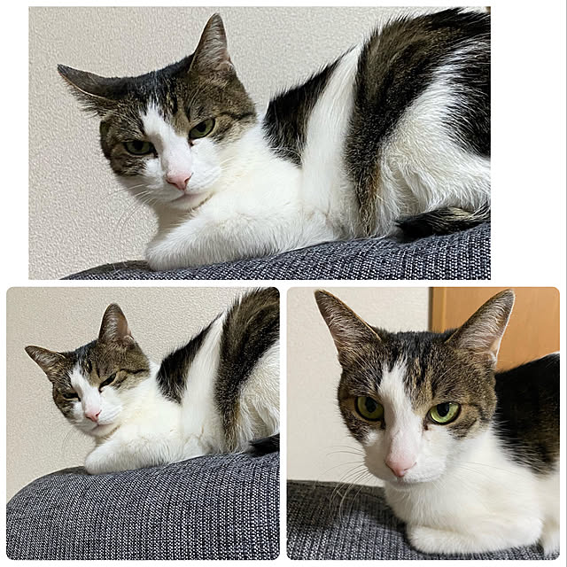 melmelさんの実例写真