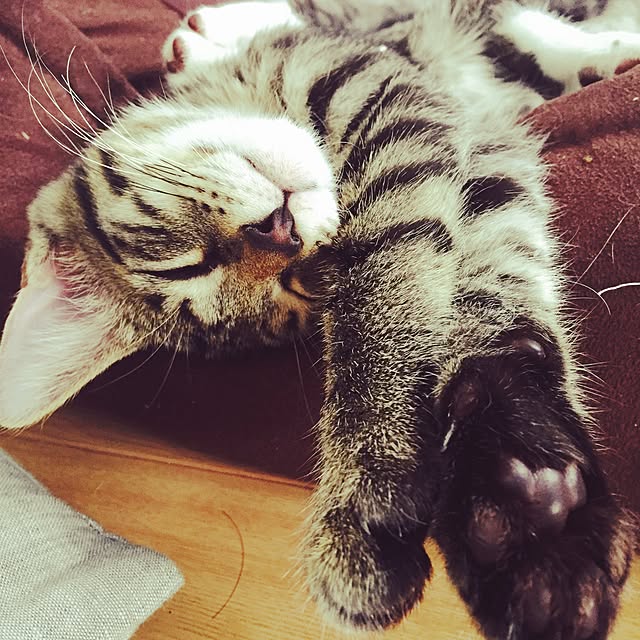 minkokoさんの実例写真