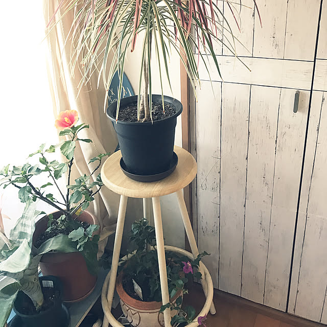 ariceさんの実例写真