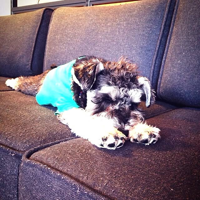 Youkiさんの実例写真