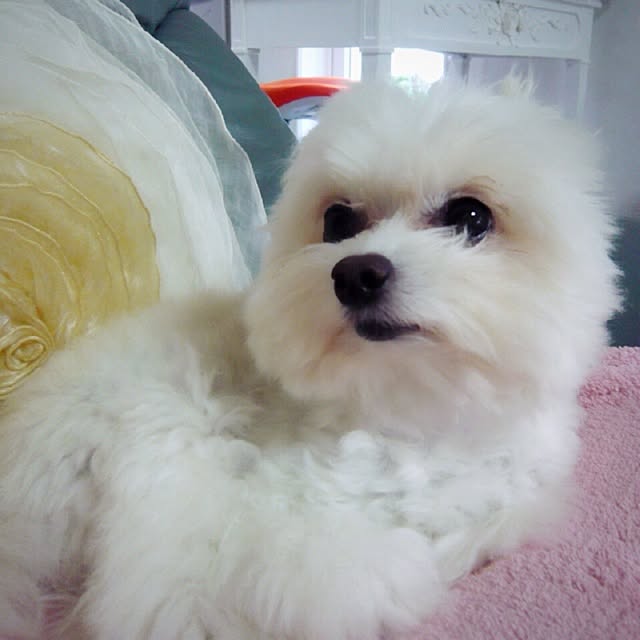 ksyanさんの実例写真