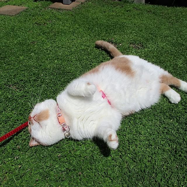 Kurapia_channelさんの実例写真