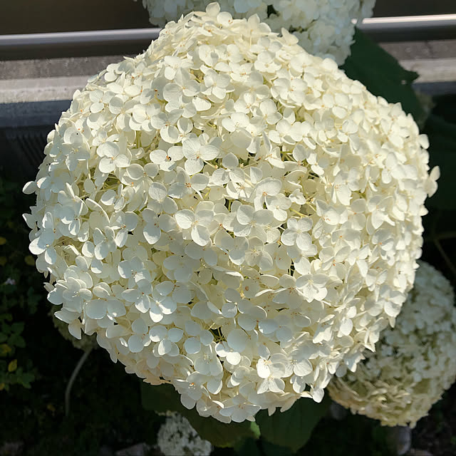 nanachanmamaさんの実例写真