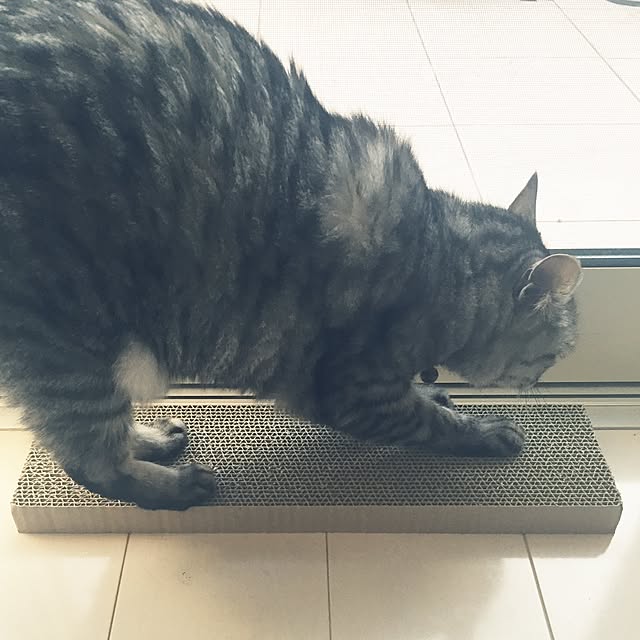haboochicoさんの実例写真