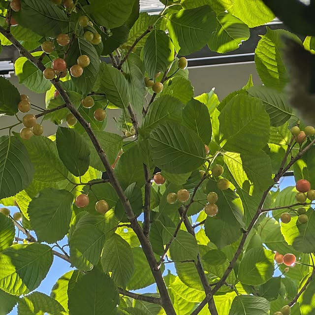 mori_6_12さんの実例写真