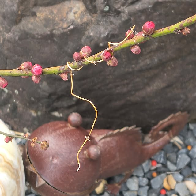 Rubiconさんの部屋