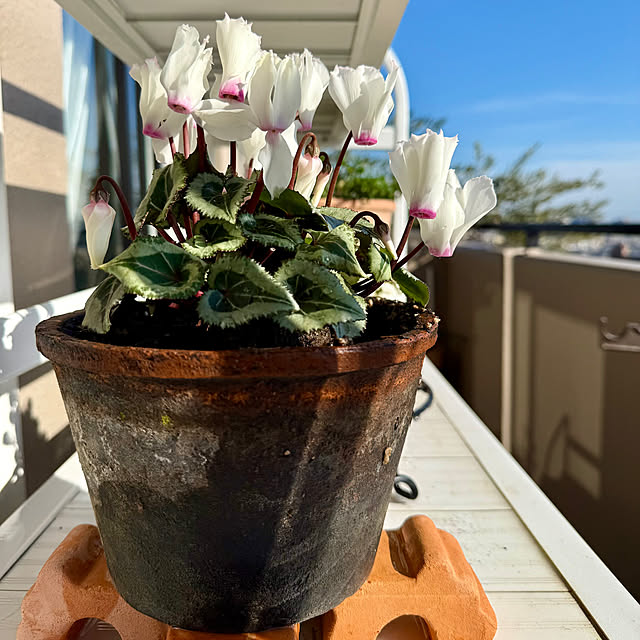 yasuyo66さんの部屋