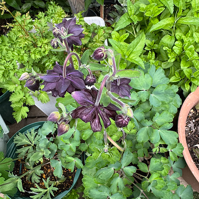 mamizaさんの部屋