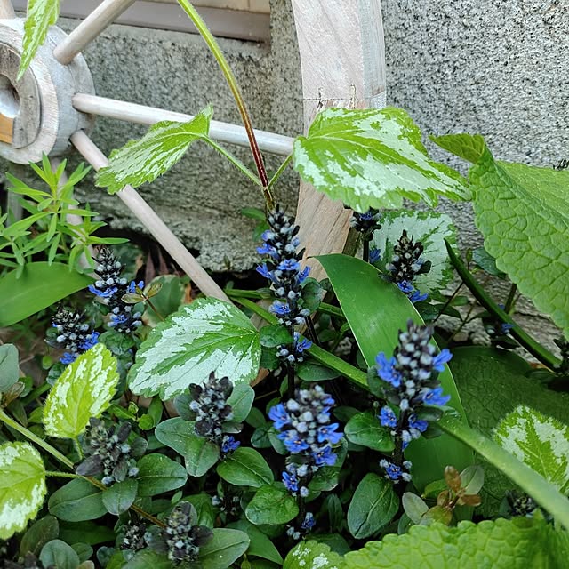 kiraさんの部屋