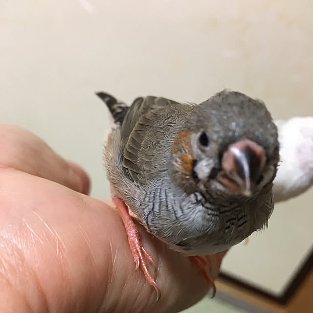 koroさんの実例写真