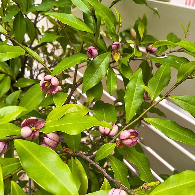 monchanさんの部屋