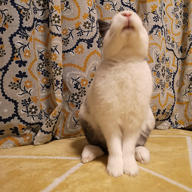 chi.chi.chi.930さんの実例写真