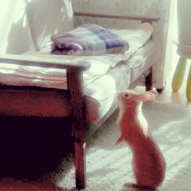 hirariさんの実例写真