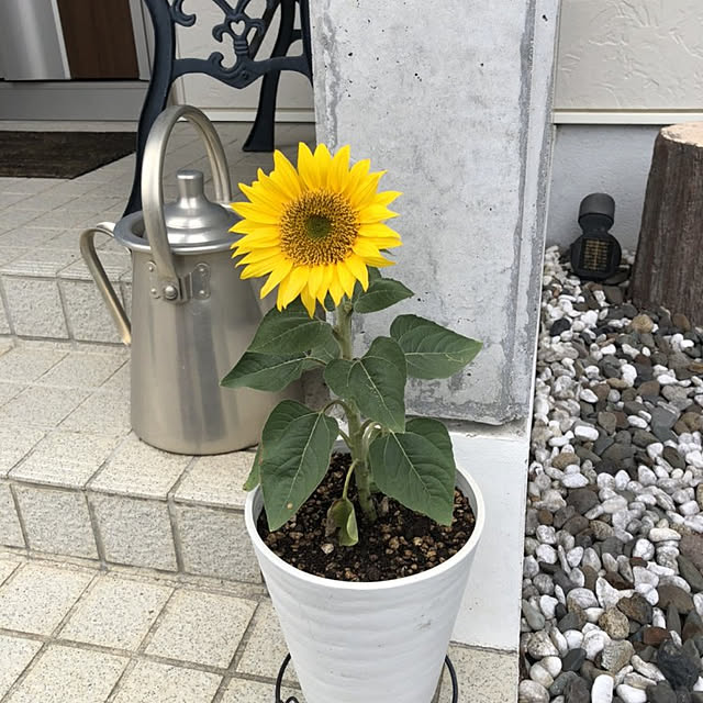 実例写真